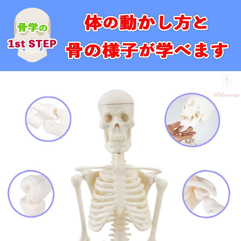 [Authentic, fully anatomical model for tabletop use] 45cm 1/4 scale compact human anatomy model. [A space-saving anatomical model with meticulous atte