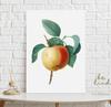 Vintage Apple Blossom Poster