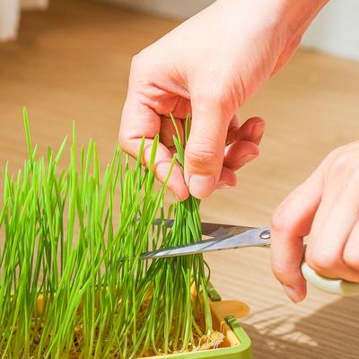 Haustier Katze Gras Sprießen Gericht Anzuchttopf Hydrokultur Pflanze Katze Snacks Keimung Verdauung Starter Gericht Gewächshaus Growbox