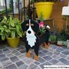 Garden Art Dog and Cat Flower Pot Set