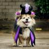 Dog Witch Costume/Devil Horn Hat for Pet Halloween Theme Party Dogs Costume Cloak for Small Cats Dog Cosplay Party Outfit