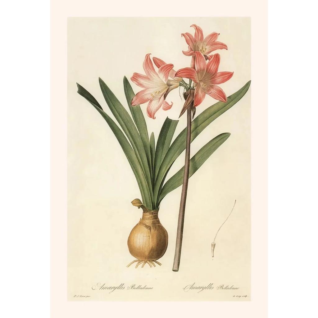 Pósters y Grabados Botánicos Vintage Color Melocotón Lirio de Barbados Crinum Pintura sobre Lienzo Arte de Pared Imagen para Decoración de Habitación Oficina