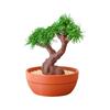 Supplies With Magnetic Bonsai Desktop Ornaments