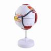 Eye Anatomy Model 6X Enlarged Strong PVC 7 Parts Easy Disassembly Human Eyeball Model for Teaching Education Decoration