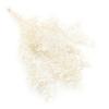 Stabilized Ruskus - (Ruscus) - Bleached