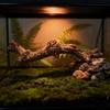 Lizard Guarding The Palace Rainforest Landscape Spider Snake Tank  for Dry Reptile Environments