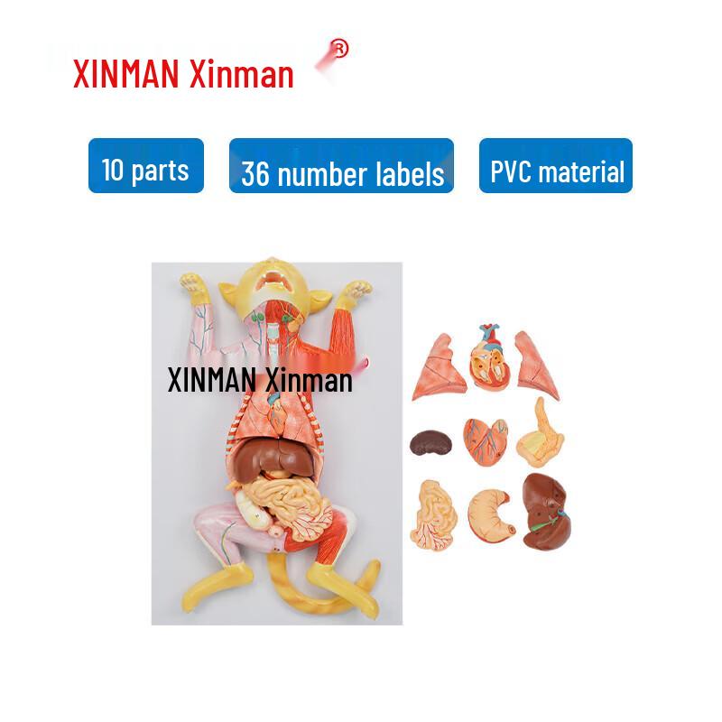 XINMAN Cat Anatomy Model