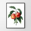Peach Blossom Vintage Poster