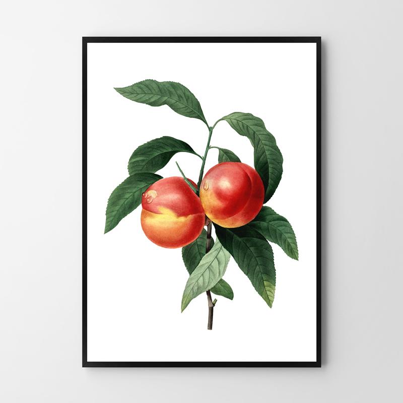 Peach Blossom Vintage Poster