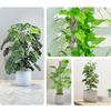 4Pcs Moss Pole 17.7inch Moss Pole Monstera Plant Support Plastic Moss Pole for Plants Monstera Self Watering Stackable