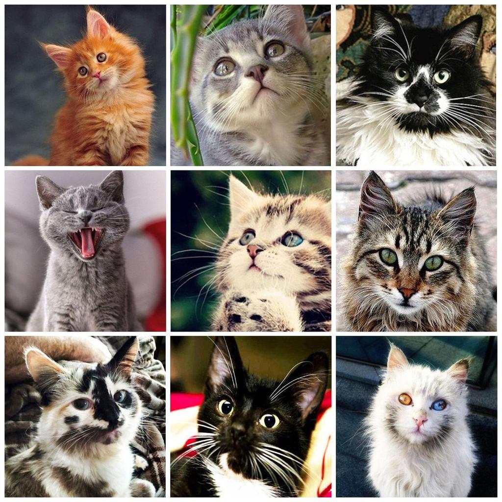 5D DIY Diamond Painting Tabby Cat Art Diamond Embroidery Rhinestones Decorations for Home