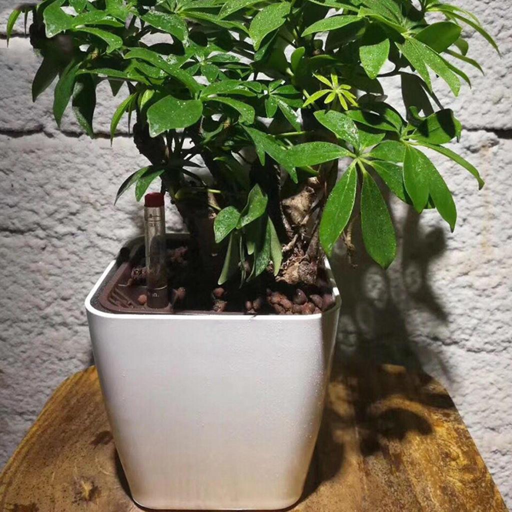 Pot with Water Level Elegant Design for Home Decor