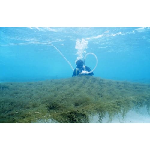 Amiu Sea Honey Fucoidan Toothpaste 100g Natural Peppermint