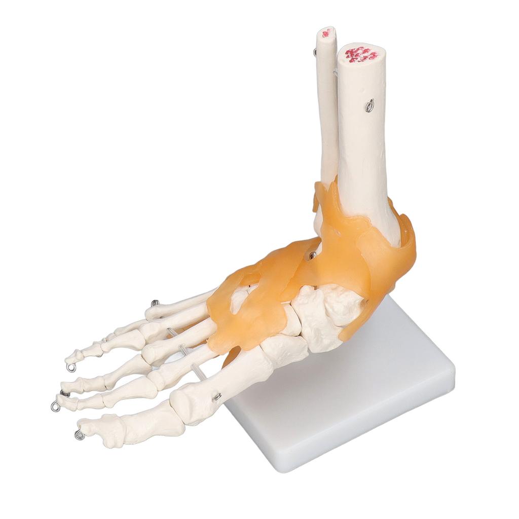 Human Foot Model Anatomical Ankle Skeleton Bones with Ligament 1 To 1 Life Size Mold