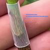 50pack Advanced Grafting Aid Sleeves Quick Setups Silicones Grafting Sleeves Suitable For Multiple Tree Types