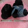 [USED] TRUDY/Trudy DANA Teddy Bear Plush Toy