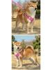 Harnais Gilet Respirant Réglable & Laisse pour Chiens de Petite à Moyenne Taille - Sans Rembourrage, Sans Étranglement, Idéal pour les Shiba Inus & Bouledogues Français