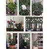 Vine Climbing Rack 60Cm Flower Plant Trellis Plant Support Frame Garden Tools