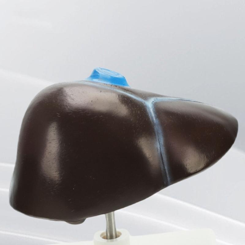 Menschliches Leberstruktur-Anatomie-Modell Lebensgroßes Anatomisches Menschliches Lebermodell für Lehre, Forschung, Klinische Umgebungen