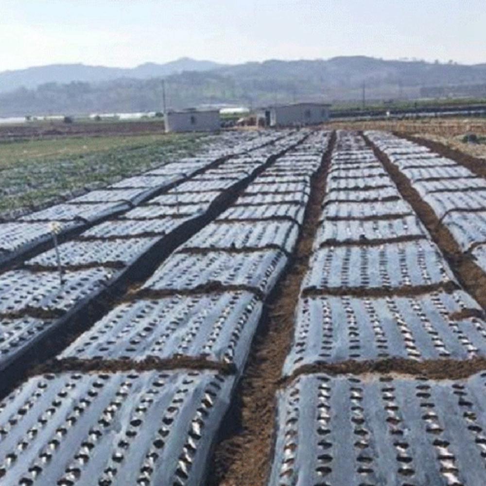 Vegetable Greenhouse Plants Grow Garden Supplies Mulch Film Perforated Film Agriculture Supplies