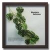 Handgefertigtes japanisches Blattpaneel, Monstera Deliciosa 3, Hergestellt aus Ayu-Stroh, Inklusive Aufstellanleitung. Wandmontiertes, gerahmtes Blattpaneel, Kunstpaneel, Li