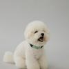 GOPE GOPE Picture Dog Collar MINA