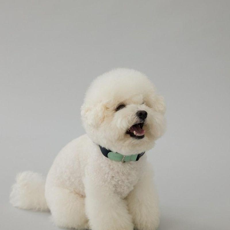 GOPE GOPE Picture Dog Collar MINA