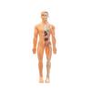 Clear Human Body Structure Model Kit 28-Piece Removable Anatomy Figure 3D Assembly Set DIY Human Torso Organ Model for Education And Demonstration
