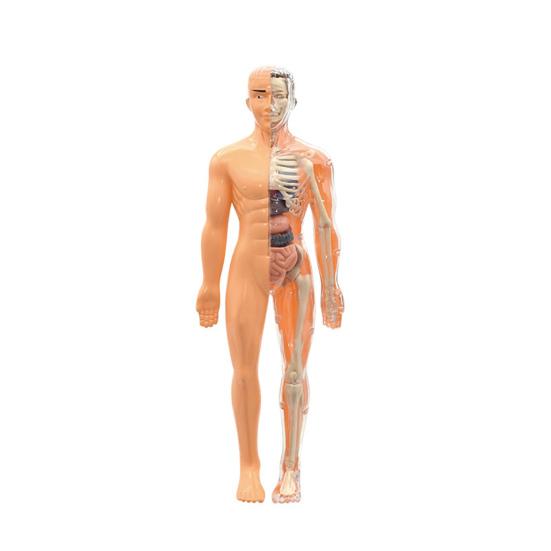 Clear Human Body Structure Model Kit 28-Piece Removable Anatomy Figure 3D Assembly Set DIY Human Torso Organ Model for Education And Demonstration