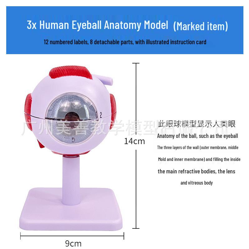 3x/6x Magnified Human Eyeball Model - Anatomical Teaching Tool for Otorhinolaryngology