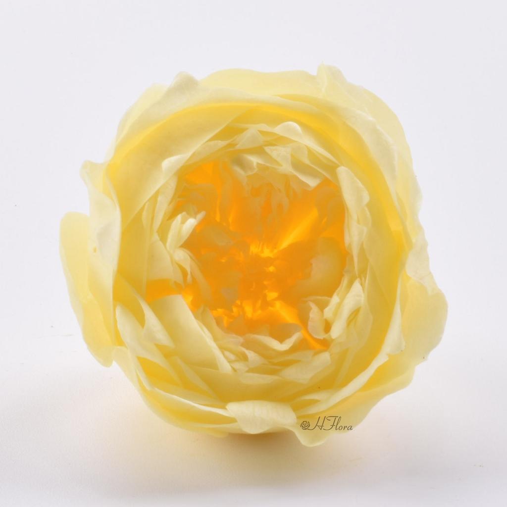 HFlora 3-4cm Preserved Austin Rose Wedding Bouquet Real Touch Dried Flowers Factory Price Long Lasting 3-5 Valentine's Day Day