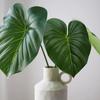Green Plants Crane King Fern Leaf Lifelike Banana Leaf Faux Plant  Wedding Banquets