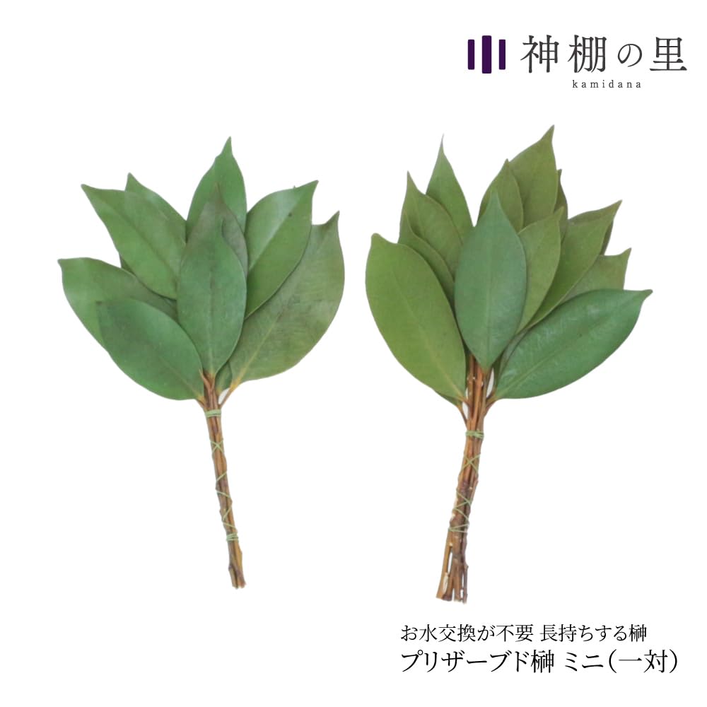 Kamidana no Sato: Preserved Sakaki Trees, Mini Pair, Small, Modern, Long-Lasting, Replacement, for Shinto Shrines