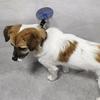 Pet Grooming Suction Cup Holder Adjustable Dog Bathing Restraint Loop Leash for Dogs And Cats Nail Trimming Shower Bathing