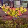Solar Garden Lights Outdoor 7-Head Lily Light with Swaying Pole 4 Colors Waterproof Solar Powered LED String Lights for Yard Patio Pathway Energy