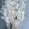 Silver Fan Dried Flower, White Flower Diy Home Decoration Bouquet, Natural Real Flower, Silver Fan Dried Flower, Immortal Flower