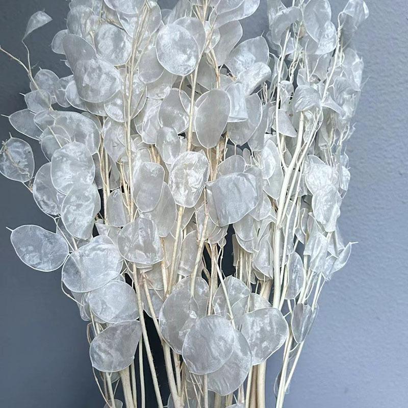Silver Fan Dried Flower, White Flower Diy Home Decoration Bouquet, Natural Real Flower, Silver Fan Dried Flower, Immortal Flower