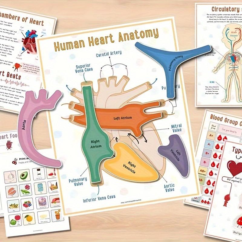 Interaktives menschliches Anatomie Busy Book mit beschrifteten Organen 500 Körperfakten Pädagogische Lernaktivität Geschenk für Schüler