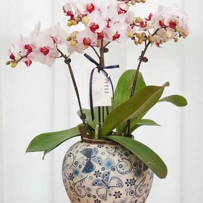 Modern Minimalist Round Ball Ceramic Vase - Home Tabletop Decoration