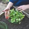 Transparent Snails Protection Rings Reusable Agricultural Save Water Cover Rings Agricultural Garden Accessory Tools