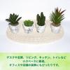 12-Piece Mini Cactus Assortment Set, Faux Greenery, Perfect for Home Decor, Desks, Kitchen Counters, and Store Decor. Perfect for Everlasting Plants.