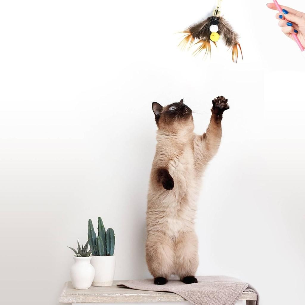 Cat ect Feather Toys Replacement Cat Toy Wand Refills, 6 Pieces Natural ect Cat Toy Feathers Refill, Interactive Cat Teaser Wand Attachments, with