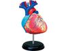 4D Menschliches Anatomiemodell Herz Puzzle 626004 Fame Master 4D Master Lernspielzeug STEM