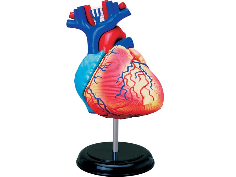 4D Menschliches Anatomiemodell Herz Puzzle 626004 Fame Master 4D Master Lernspielzeug STEM