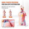 Human Body Model, 23 Parts 18 inch, Human Torso Anatomy Model Unisex Anatomical Skeleton Model with Removable Organs, Educational Teaching Tool for