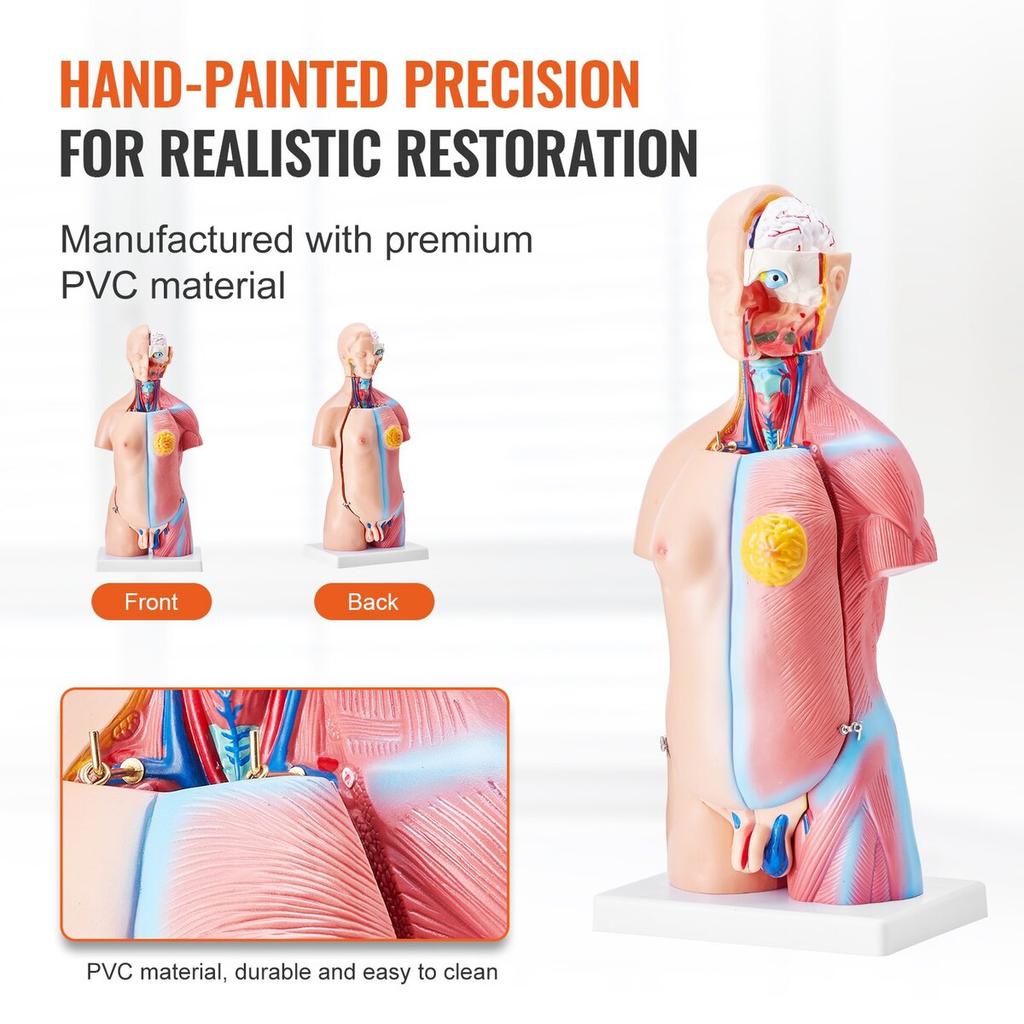 Human Body Model, 23 Parts 18 inch, Human Torso Anatomy Model Unisex Anatomical Skeleton Model with Removable Organs, Educational Teaching Tool for
