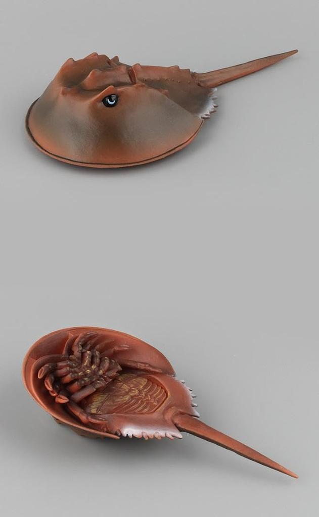 [Nekogamiyama] Schwertkrabbe, Scherenkrabbe, Helmkrabbe, Aal, lebendes Fossil Figur, Modell, Miniatur-Ornament, Innendekoration, Sammlermodell