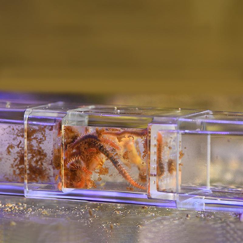 Steel Caterpillar Eddy Worm Catcher Trap Freshwater Aquarium Coral Saltwater Fish Worm Catcher Plastic Material