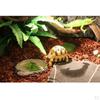 Reptile Vivarium Terrarium Feeding Bowl Tortoise Lizard Gecko Water Food Worm Feeder Basin Shaped