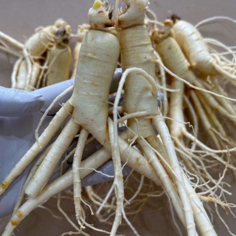 Ginseng Frischer Ginseng Geumsan Großhandel Ilbeongji Frühlingszwiebel Wildbalsam 500g 1 Einheit